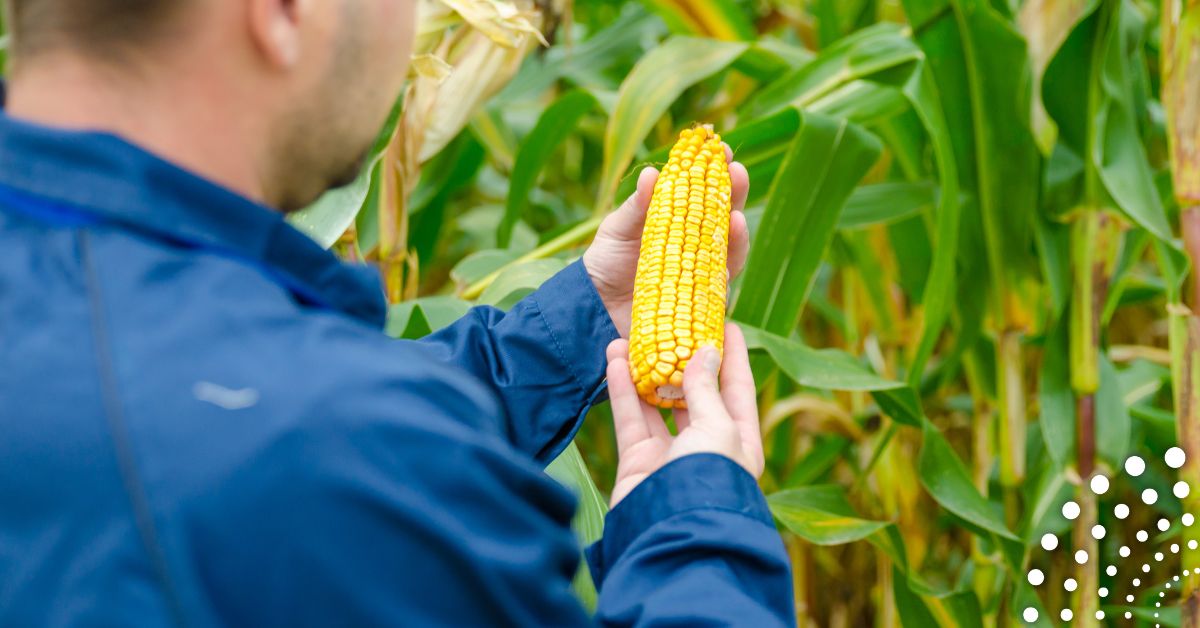 🌽 +0,45 t/ha anche in condizioni difficili: il mais trattato con Tecamin Max convince sul campo